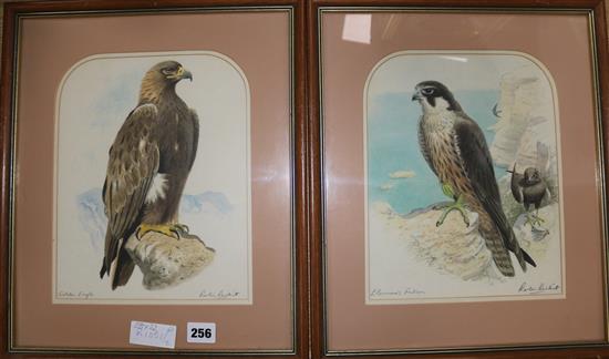 Robin Reckitt, pair watercolours, Golden Eagle and Eleamoras Falcon, signed, 28 x 22cm